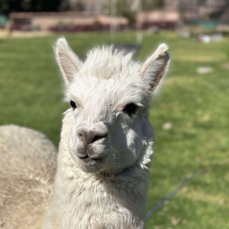 alpaca vs llama, alpaca face, what does an alpaca look like