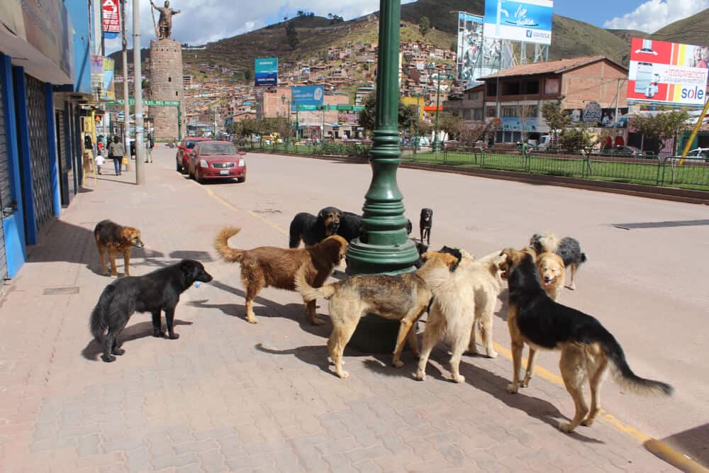 street dogs in cusco